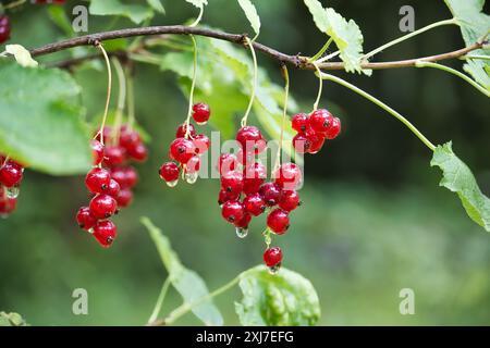 Nahaufnahme reifer roter Johannisbeeren, die an Zweigen mit üppigem grünem Laubhintergrund in einer Gartenumgebung hängen. Stockfoto