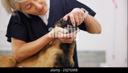 Reife, Arzt und Hund untersuchen in der Klinik, Mund- und Hundeversorgung mit Tierpatienten im Tierheim. Zahnerkrankungen, Wellness und Frau Stockfoto