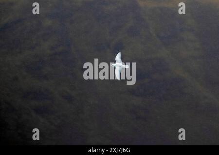 Schneebedeckter Steinbock im Flug, Salisbury Plains, Südgeorgien, Mittwoch, 29. November, 2023. Foto: David Rowland / One-Image.com Stockfoto