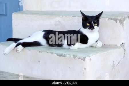 Schwarz-weiße Katze auf Treppen auf einer griechischen Insel Stockfoto