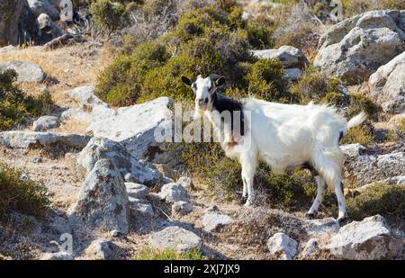 Wilde Ziege auf einem steilen Hügel auf der Insel Milos, Griechenland Stockfoto