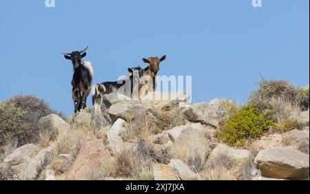 Wilde Ziegen auf der Insel Milos, Griechenland Stockfoto