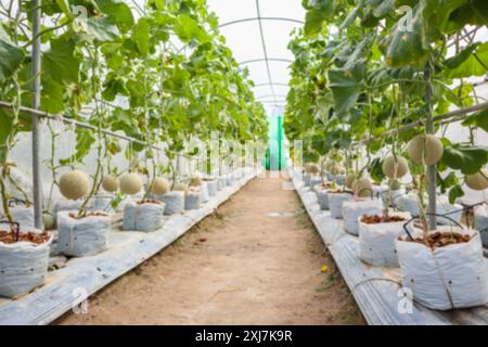 Unscharfes Bild von frischen grünen japanischen Melonen, die im ökologischen Gewächshausgarten als Hintergrund wachsen Stockfoto