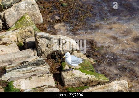 Eine europäische Heringsmöwe, Larus argentatus, thront auf Felsen am Strand von Swanage. Dorset, Großbritannien Stockfoto