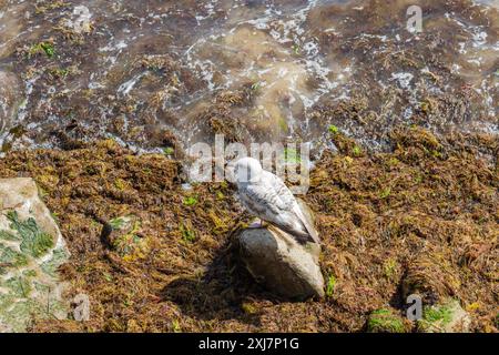 Eine junge europäische Heringsmöwe, Larus argentatus, am Strand von Swanage im Frühsommer. Dorset, Großbritannien Stockfoto