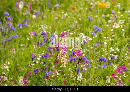 Wildblumen blühen im Sommer, Dorset, Großbritannien Stockfoto