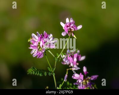 Nahaufnahme der Blüten der Krone Vetch (Securigera varia) auf einer Wiese im Sommer in Italien Stockfoto