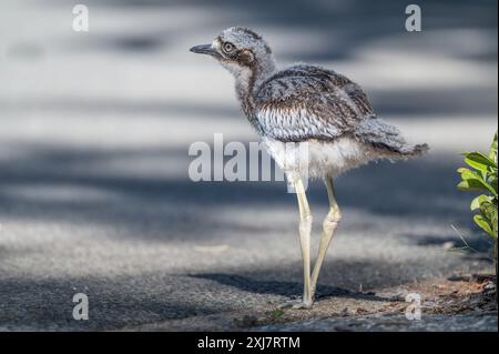 Ein junges Bush Stone Curlew, perfekt still und aufmerksam, auf der Suche nach Gefahren auf einem Pfad am Main Beach an der Gold Coast in Australien. Stockfoto