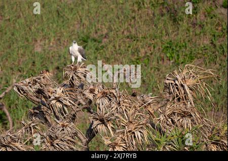 Ein erwachsener Weißbauchseeadler sitzt majestätisch auf einer Pandanus-Palme auf einer Sanddüne auf K'gari (Fraser Island) in Queensland. Stockfoto