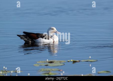 Eine Radjah-Schutzente schwimmt an einem Sumpfwasserloch entlang und durchsucht die Ufer kontinuierlich nach möglichen Bedrohungen für ihre Niststelle. Stockfoto