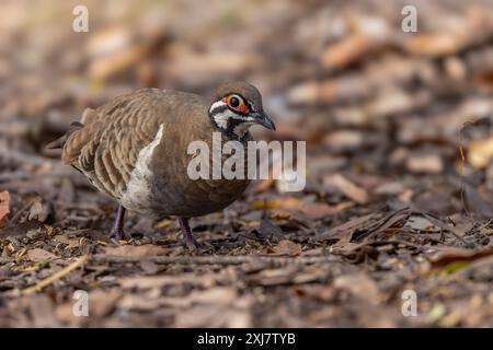 Vorderansicht einer Spinifex-Taube auf dem Waldboden in der Granitschlucht Stockfoto