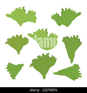Salatblätter in flacher Form. Vektorillustration isoliert auf weißem Hintergrund. Stock Vektor