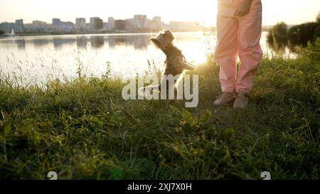 Ein kleiner Hund an der Leine spaziert durch den Park. Haustier. Ein Hund ist der beste Freund eines Menschen. Kleiner Hund auf der Straße. Ein wunderschöner Yorkshire Terrier läuft an der Leine Stockfoto