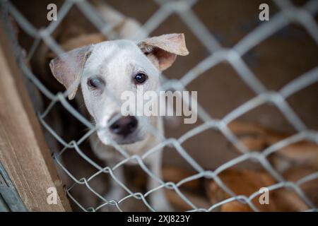 Thai Nguyen, Vietnam. Juni 2024. Ein Hund schaut aus seinem Käfig auf eine „Welpenmastfarm“ in der nördlichen Provinz Thai Nguyen. Tierschutzaktivisten schätzen, dass in Vietnam jedes Jahr mindestens fünf Millionen Hunde und eine Million Katzen für den menschlichen Verzehr geschlachtet werden. Autor: Chris Humphrey/dpa/Alamy Live News Stockfoto