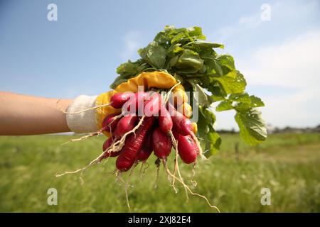 Landwirt, der frisch geerntete Radieschen auf dem Feld hält, Nahaufnahme Stockfoto