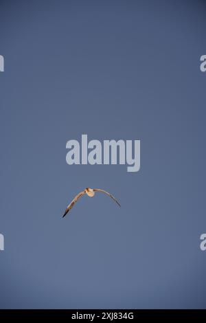 Ein Vogel schwebt anmutig durch die Weite eines wolkenlosen blauen Himmels Stockfoto