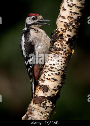 Junger Spechte auf Silberbirke Stockfoto