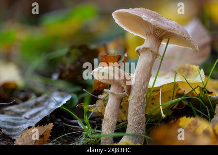 Zwei Pilze (Lepiota?) Zusammen wachsen in einem Herbstwald mit Gras und verwelkten Blättern Stockfoto