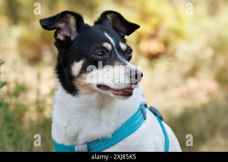 Porträt eines weiblichen Bodeguero-Bussardhundes mit verlorenem Blick, Alcoy, Spanien Stockfoto
