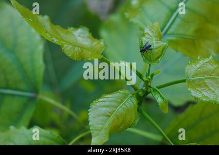 Blätter der schwarzen Pappel, Popus nigra, im Erholungsgebiet von ​​the preventorio in Alcoy, Spanien Stockfoto