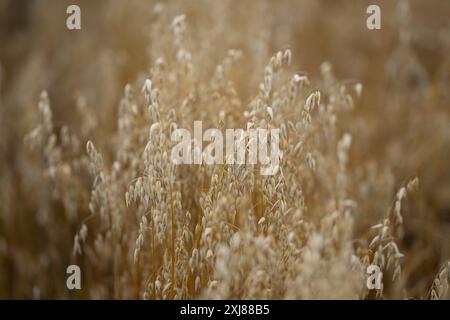 Erntezeit. Haferfeld. Reifende Ohren von Hafer auf dem Feld. Erntegutfeld. Haferflocken. Hintergrund der Haferohren Stockfoto