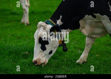 Holsteinkühe auf der Weide. Reife Kuh. Kühe auf einer Wiese. Schwarz-weiße Kuh auf grüner Wiese. Kuhfarm mit Milchvieh auf dem Feld auf dem Bauernhof. Stockfoto