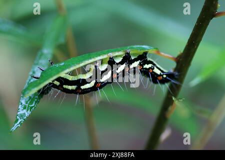 Eine auffällige Arcte coerula raupe mit roten Flecken und schwarzen Streifen auf ihrem gelben Körper. Defensive Haltung, die eine Schlange nachahmt. Wulai, Taiwan. Stockfoto