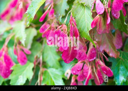 Tatarahorn, Acer Tataricum rote Früchte und Blätter Nahaufnahme selektiver Fokus Stockfoto