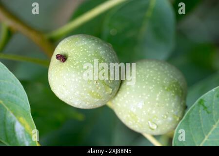 Gewöhnliche Walnuss, Juglans regia grüne unreife Früchte auf Zweig-Nahaufnahme selektiver Fokus Stockfoto