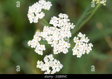 Gemeinsame Schafgarbe, Achillea millefolium weisse Blüten im Wiesennaht-selektiven Fokus Stockfoto