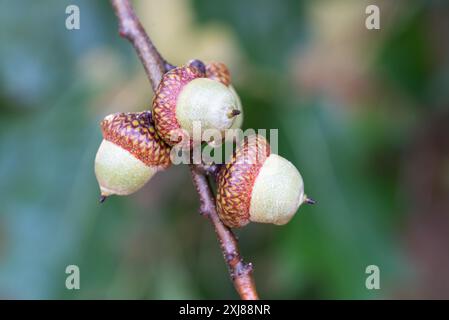Nördliche Roteiche, Quercus rubra Eicheln Nahaufnahme selektiver Fokus Stockfoto
