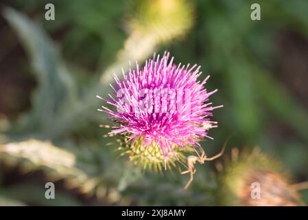 Speerdistel, Cirsium vulgare Sommerblumen Nahaufnahme selektiver Fokus Stockfoto