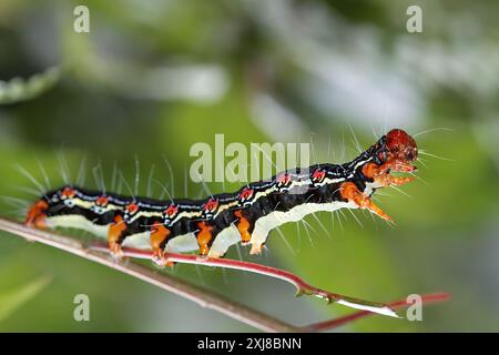 Eine auffällige Arcte coerula raupe mit roten Flecken und schwarzen Streifen auf ihrem gelben Körper. Defensive Haltung, die eine Schlange nachahmt. Wulai, Taiwan. Stockfoto