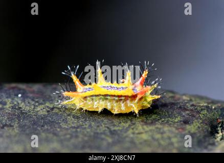 Detaillierte Makroaufnahme einer bunten schneckenraupe mit spitzen Abwehrvorrichtungen. Einzigartige Insektenwelt. Wulai, Taiwan. Stockfoto