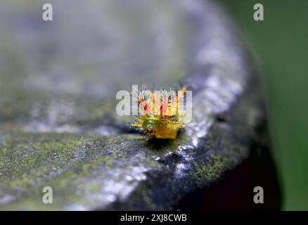 Detaillierte Makroaufnahme einer bunten schneckenraupe mit spitzen Abwehrvorrichtungen. Einzigartige Insektenwelt. Wulai, Taiwan. Stockfoto