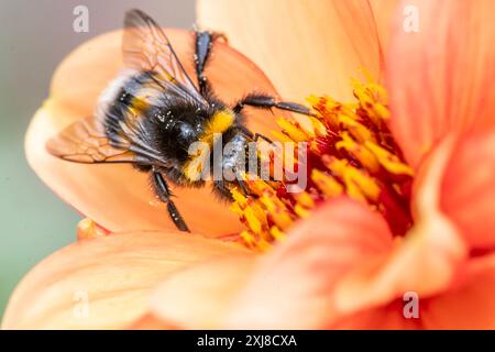 Hummel sitzt auf der Blüte einer Dahlie, sammelt Pollen, bestäubt die Blume, München, Juli 2024 Deutschland, München, Juli 2024, Hummel sammelt Pollen und Nektar, sitzt auf der Blüte einer Dahlie, Bestäubung, Blütezeit, Garten, Nahrungsquelle, Hummeln, an einem warmen Sommertag, Bayern, *** Hummel sitzt auf einer Dahlienblume, sammelt Pollen, bestäubt die Blüte, München, Juli 2024 Deutschland, München, Juli 2024, Hummel sammelt Pollen und Nektar, sitzt auf einer Dahlienblume, Bestäubung, Blütezeit, Garten, Nahrungsquelle, Hummeln, an einem warmen Sommertag, Bayern, Stockfoto