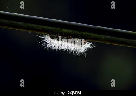 Die Larve der Tigermotte (Macrobrochis gigas) raupe mit schwarzem Körper und grau-weißen langen Haaren auf einem Blatt, Wulai, Taiwan. Stockfoto