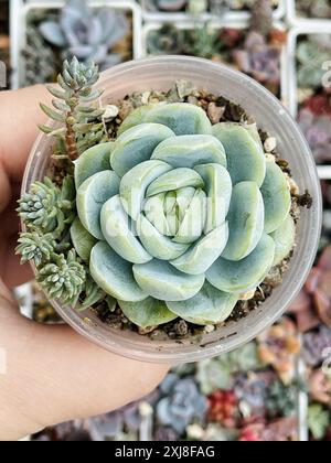 Grüne Sukkulente Echeveria Pflanze Blume Rosette auf Blumenblüte grüner Hintergrund, Draufsicht Stockfoto