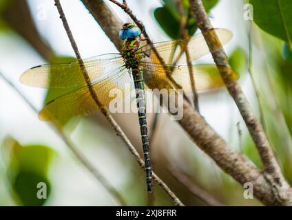 Libelle mit großen blauen Augen, Regal Darner oder Coryphaeschna ingens in Miami. Stockfoto