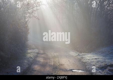 Einsamer Weg durch Büsche mit starkem Nebel und Sonnenstrahlen Stockfoto