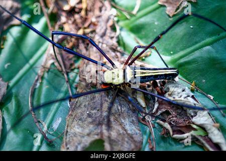 Detaillierte Erfassung einer riesigen Holzspinne, die ihre Beute auf einem empfindlichen Netz verschlingt. Lebendige Farben und natürliche Raubszene, Wulai, Taiwan. Stockfoto