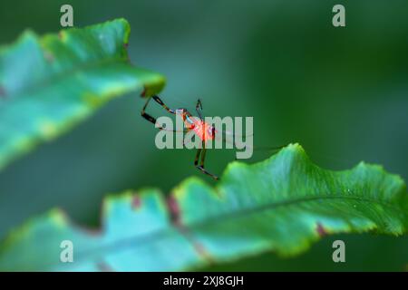 Eine markante rote Spinne mit gemustertem Bauch hängt zwischen üppigen Blättern. Lebendige Farben und zarte Details in Wulai, Taiwan. Stockfoto