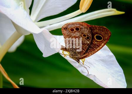 Detaillierte Ansicht eines Ringlet (Ypthima baldus zodina) Schmetterlings auf einem weißen Blütenblatt. Lebendige Muster und natürliche Umgebung in Wulai, T Stockfoto