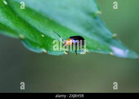 Eine detaillierte Aufnahme eines Aulacophora nigripennis-Käfers mit markanten orangen Beinen auf einem üppig grünen Blatt. Perfekt für Naturstudien in Wulai, Taiwan. Stockfoto