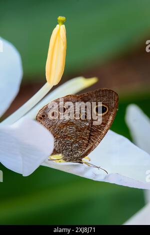 Detaillierte Ansicht eines Ringlet (Ypthima baldus zodina) Schmetterlings auf einem weißen Blütenblatt. Lebendige Muster und natürliche Umgebung in Wulai, T Stockfoto