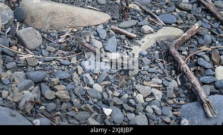 Zwei Paarungsräuber fliegen auf felsigem Untergrund. Nahaufnahme mit detailliertem Blick auf die Insekten, Wulai, Taiwan. Stockfoto