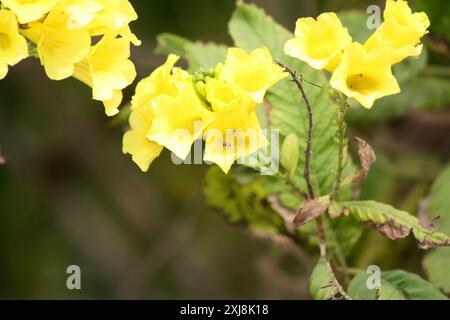 Gelber Trumpetbusch (Tecoma stans) in Blüte : (Bild Sanjiv Shukla) Stockfoto