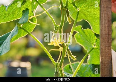 Nahaufnahme von blühenden kleinen Gurken auf Pflanzen, im Sonnenlicht Gartenbeet Stockfoto