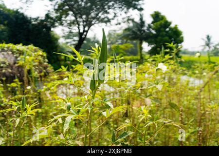 Okrafrucht, bekannt als Lady's Fingerbaum, in der Natur mit reifem Gemüse zu sehen Stockfoto