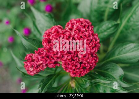 Dunkelrote Hahnenblume (Celosia cristata) mit verschwommenem Hintergrund, von oben fotografiert. Wunderschönes Muster von Cockscomb-Blüte. Stockfoto